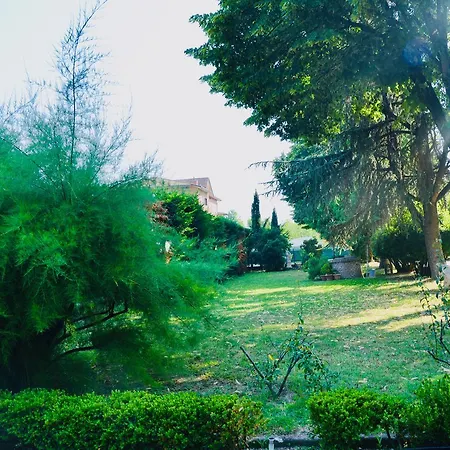 Griffoni Historic